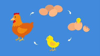 Çizgi film tavuğunun vektör çizimi