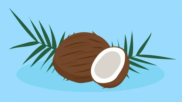 Kokosový Ořech Půlkou Kokosu Vektorová Ilustrace — Stockový vektor