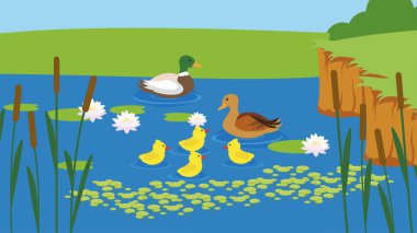 Göl vektör illüstrasyonunda ördekler 