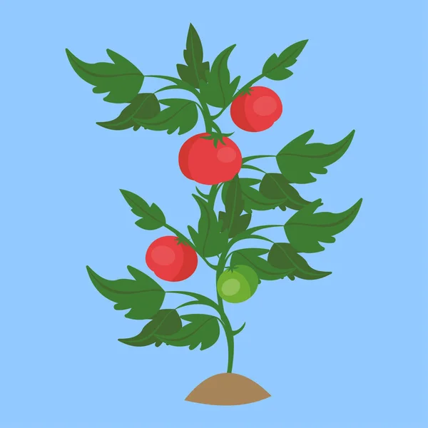 Ilustração Vetorial Tomates Frescos — Vetor de Stock