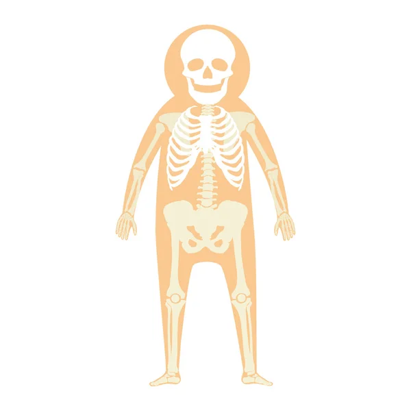 Esqueleto Humano Ossos Humanos Interior Humano — Fotografia de Stock