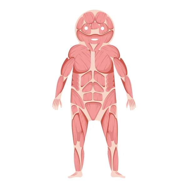 Menschliche Muskelstruktur Illustration Vektor — Stockfoto