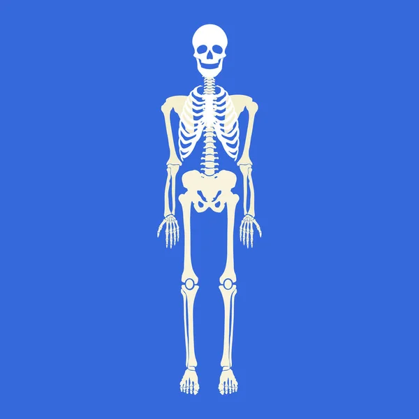 Iskelet Kemikleri Resimleme Arka Planda — Stok fotoğraf