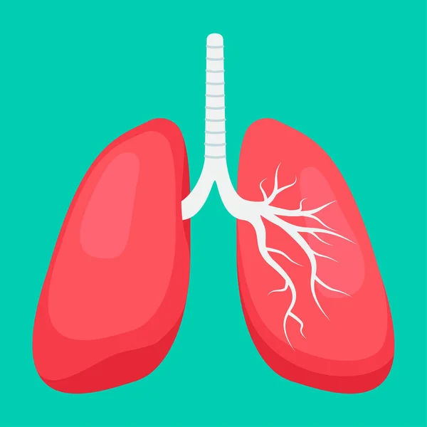 Human Lungs Anatomy Illustration — стоковое фото