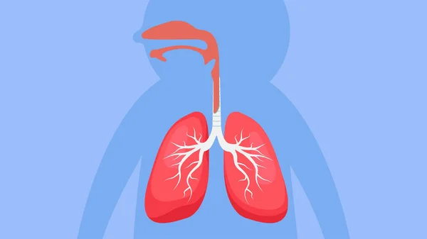 Human Lungs Anatomy Illustration — Stok fotoğraf