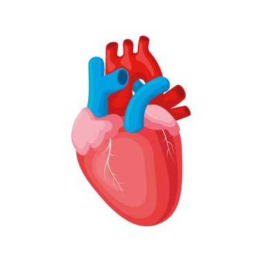 İnsan kalbi anatomisi. Vektör illüstrasyonu