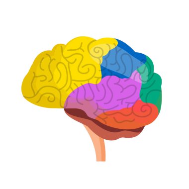 İnsan beyin vektörü çizimi 