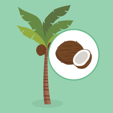 coconut tree with leaves and coconuts