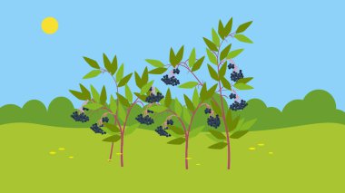 cartoon illustration of green bushes with berries 
