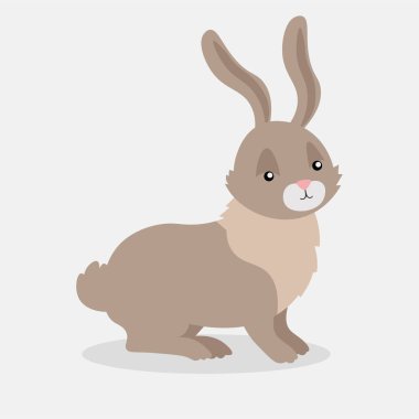 cute rabbit with on white background