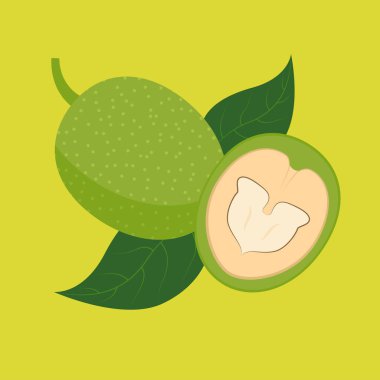 vector illustration of walnuts