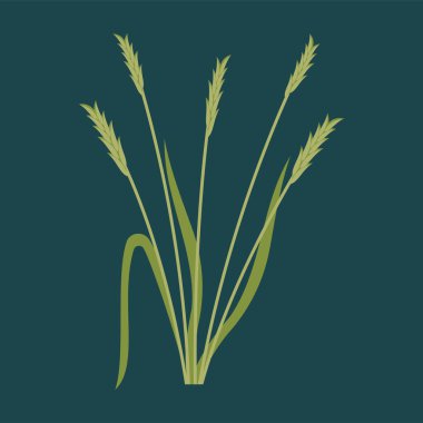 vector illustration of a green wheat with leaves