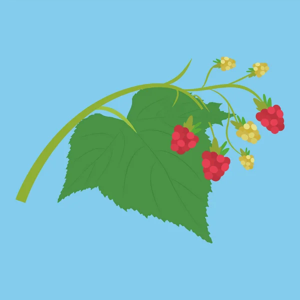 Vector Illustration Raspberry Branch — Stock Vector