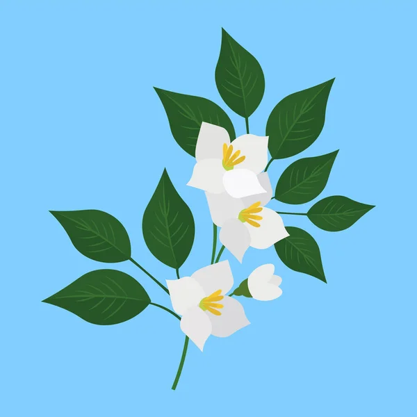 Fehér Tavaszi Virágok Zöld Levelekkel — Stock Vector
