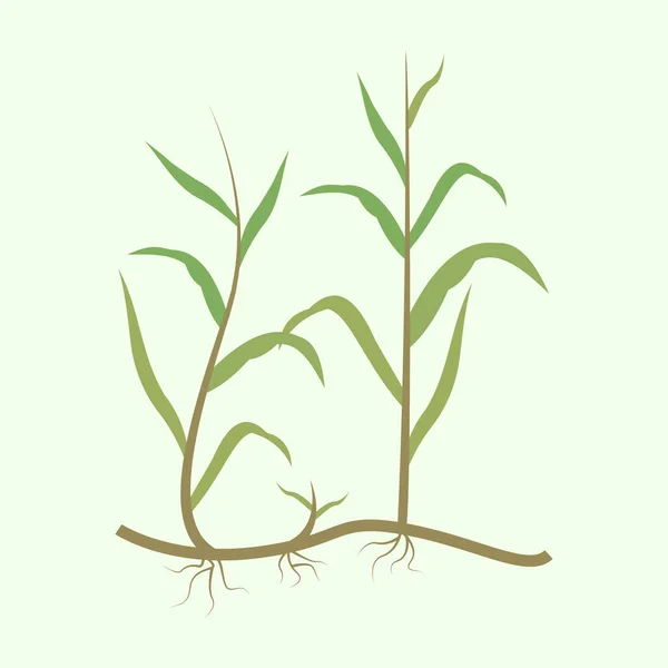 Vector Illustration Green Plants — Stock Vector