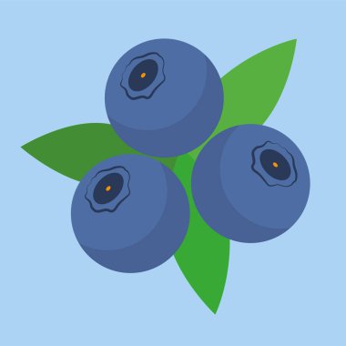 yaban mersini vektör çizim