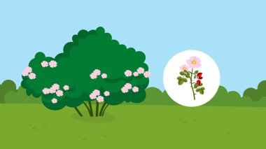 spring landscape with blooming trees with flowers, vector illustration design