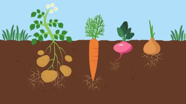 vector illustration of roots. Vegetables growing in soil 