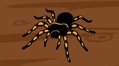 halloween background with spider on soil