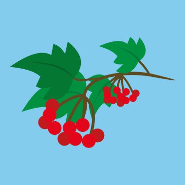 web illustration of rowan berries