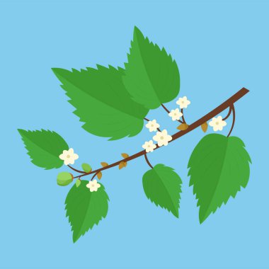 branch of tree with leaves and white flowers on a blue background