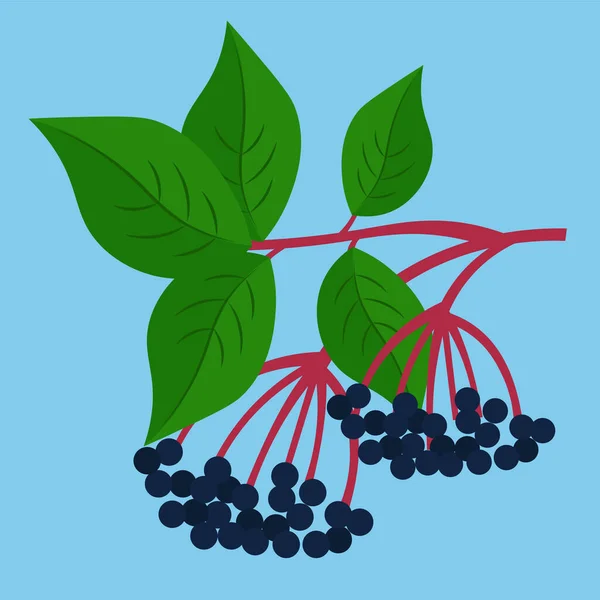 Vector Illustration Tree Branch Berries — Stock Vector