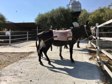 Eşek çiftlikte ziyaretçi bekliyor.