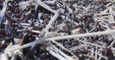 Bir sürü karınca ağını kapatın. kırmızı marangoz karınca yuvası