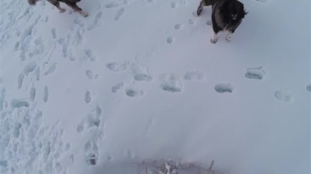 Psy Śniegu — Wideo stockowe