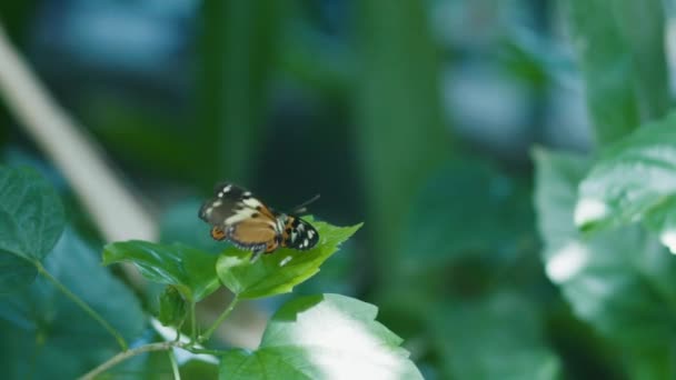 Butterfly Leaf — Stock Video