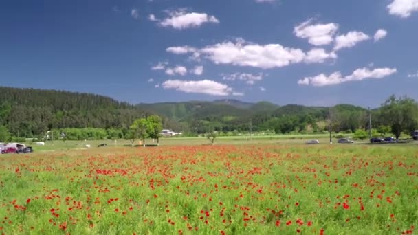 Piękny Krajobraz Polem Kwiatów Błękitne Niebo — Wideo stockowe