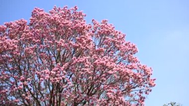 Bahçedeki güzel pembe çiçekler