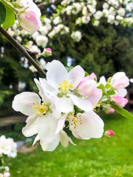 Bahçedeki güzel pembe çiçekler