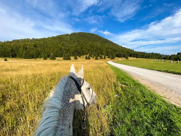 Dağları olan yeşil bir çayırda at