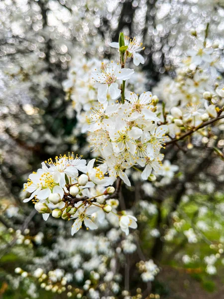 İlkbaharda kiraz çiçeğinin güzel çiçekleri, yakın çekim manzarası. Bahçede kiraz, parkta kiraz çiçeği.,