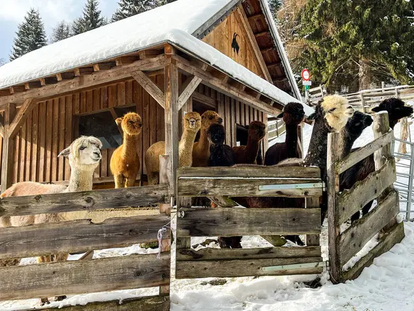 Çiftlikteki bir grup tatlı kahverengi keçi.