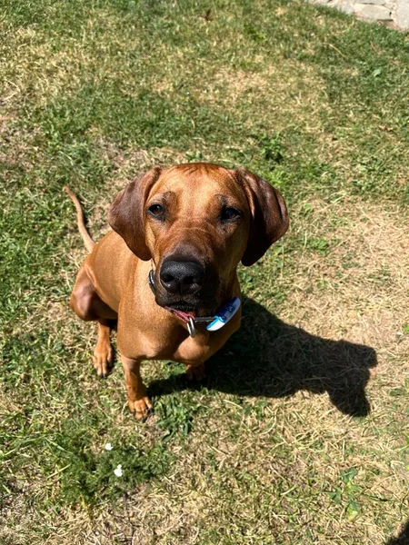 Köpek çayırda çiftleşir.