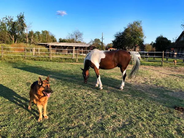 German shepherd dog and horse in the paddock on a sunny autumn day