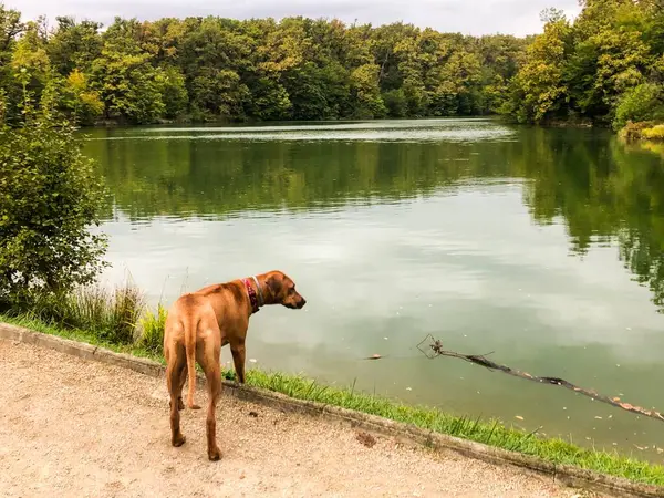 Bir köpek gölün kıyısında yürüyor.