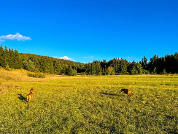 İnekler güneşli bir günde yeşil çayırlarda otluyor..