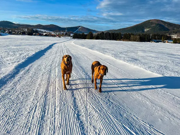 Kışın kar yağan köpek