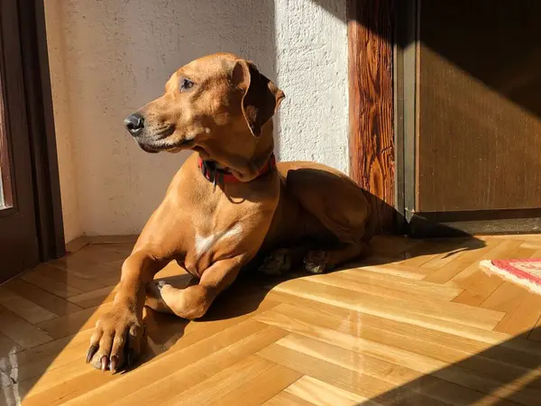 Köpek yavruları yerde oturuyor.