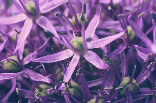 mor çiçek arkaplanı. Leylak çiçeklerinin makro fotoğrafı. Çiçek arkaplanı. bahar çiçeği arkaplanı.