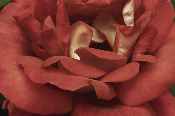 Güzel gül yaprakları, bitkiler