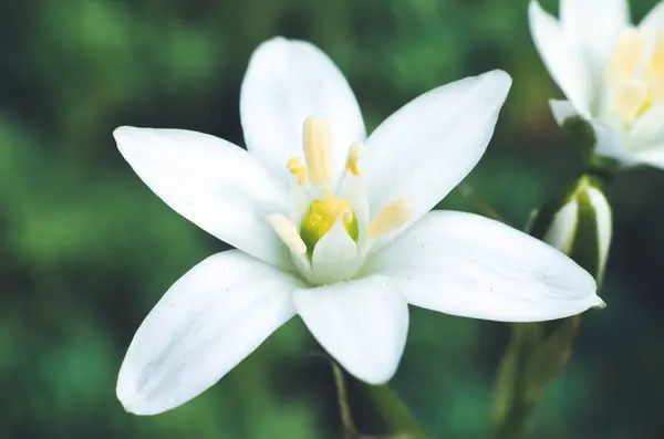 Bahçedeki zambak çiçeği.