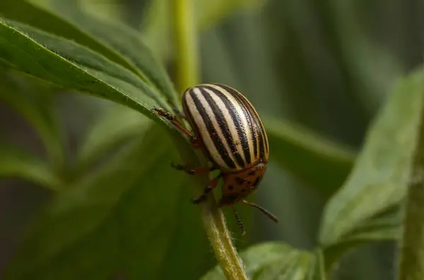 Bir bitkinin üzerindeki çizgili böcek (artha canis beetle). Böcek yaprağın üzerinde oturuyor.