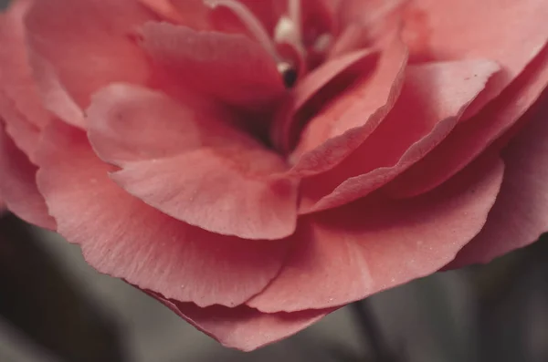 Bahçedeki güzel pembe çiçek