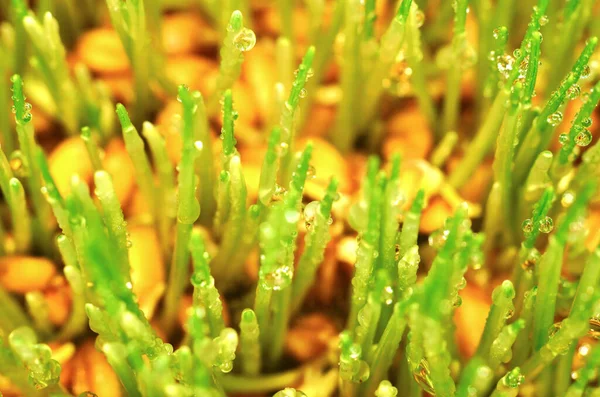 Su damlasında yeşil bitki