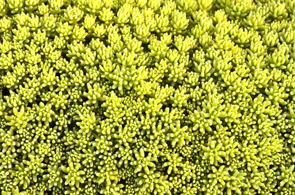 Bahçedeki yeşil bitki