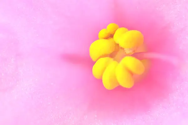 güzel çiçek yakın görünümü